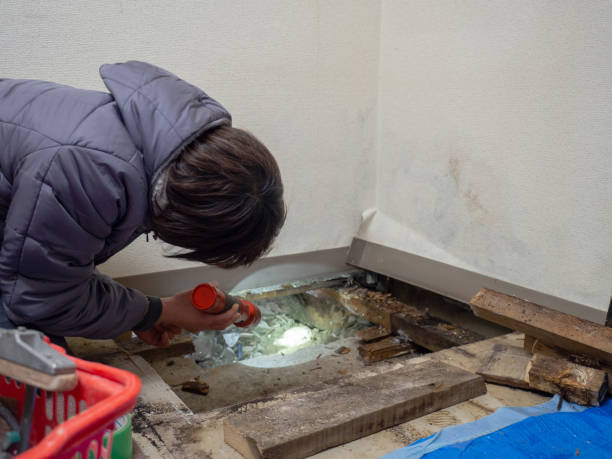 Best Water Damage & Mold Remediation  in Tiptonville, TN