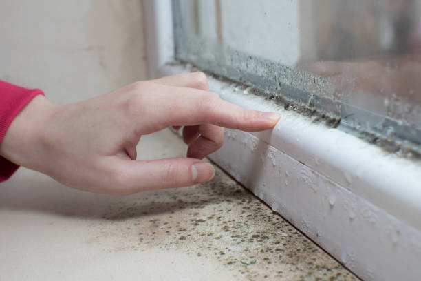 Best Comprehensive Air Testing for Mold Contaminants  in Tiptonville, TN